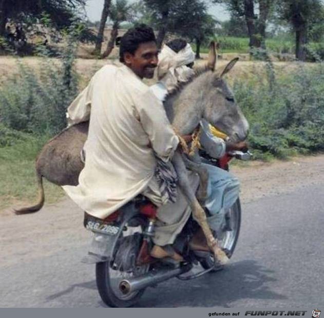 don-t-be-an-ass-give-one-a-ride don-t-be-an-ass-give-one-a-ride
