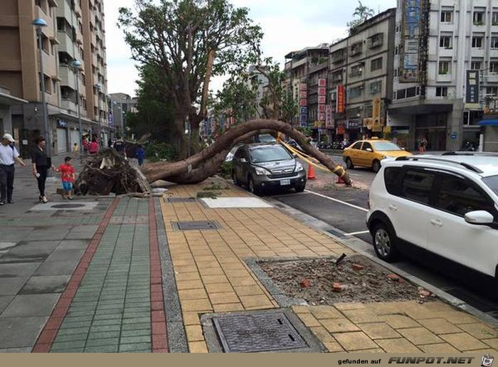 what-a-polite-tree-not-to-crush-that-car