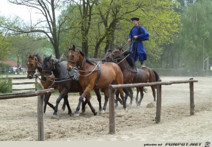 Pferdeshow in der Puszta, teil 1