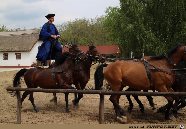 Pferdeshow in der Puszta, teil 1