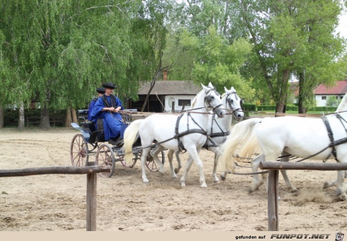 Pferdeshow in der Puszta, Teil 2