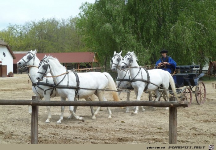 Pferdeshow in der Puszta, Teil 2