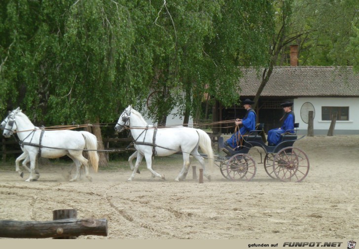 Pferdeshow in der Puszta, Teil 2