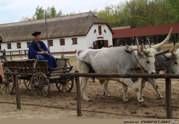 Pferdeshow in der Puszta, Teil 2