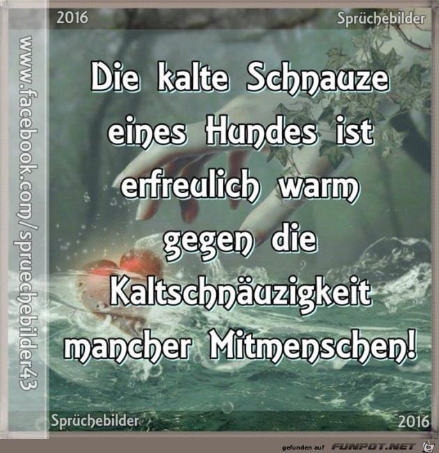 die kalte Schnauze eines Hundes die kalte Schnauze eines Hundes