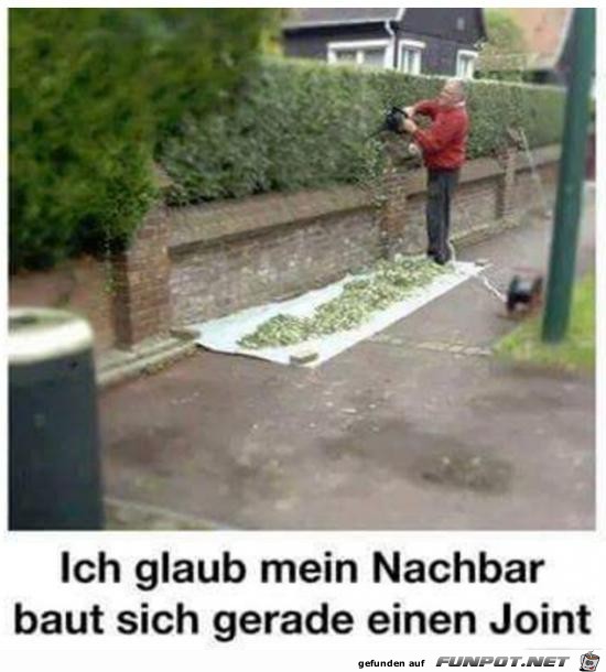 DUMMER Spruch