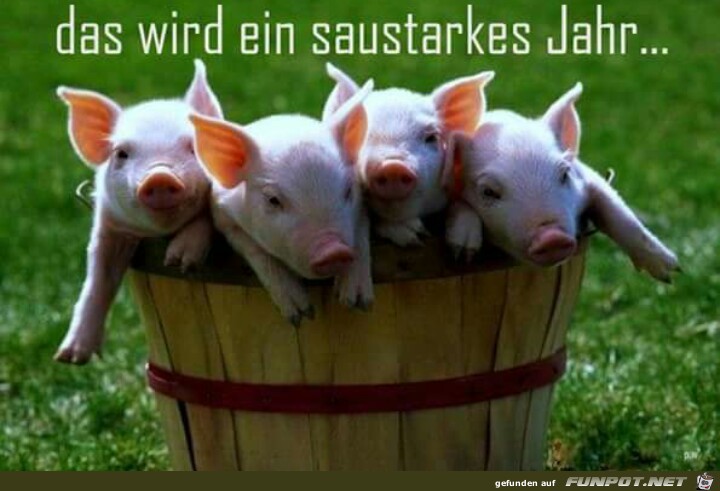 Saustarkes Jahr Saustarkes Jahr
