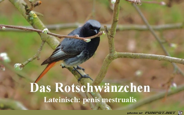 Rotschwaenzchen