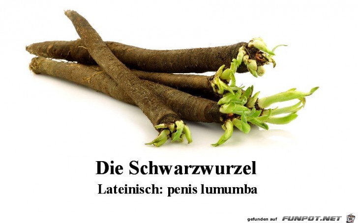 Schwarzwurzel