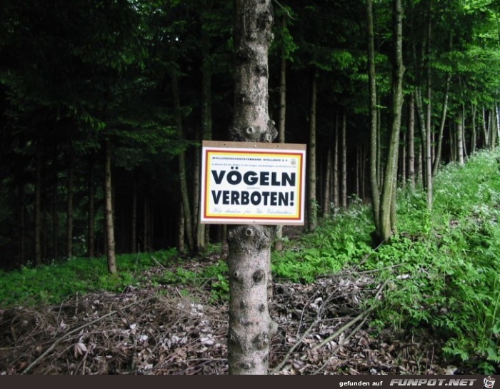 Voegel1 Voegel1
