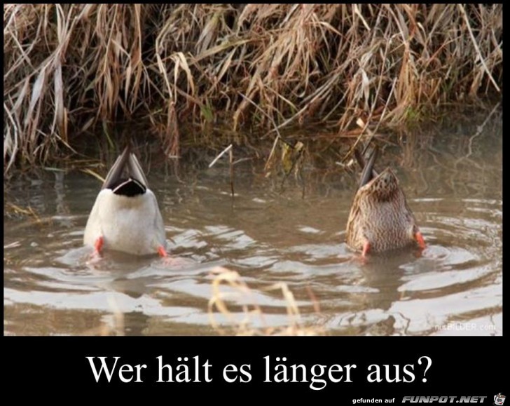 wer hlt es lnger aus?