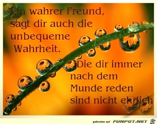 ein wahrer Freund sagt dir auch..... ein wahrer Freund sagt dir auch.....