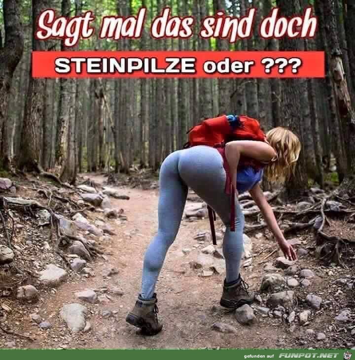 Steinpilze Steinpilze