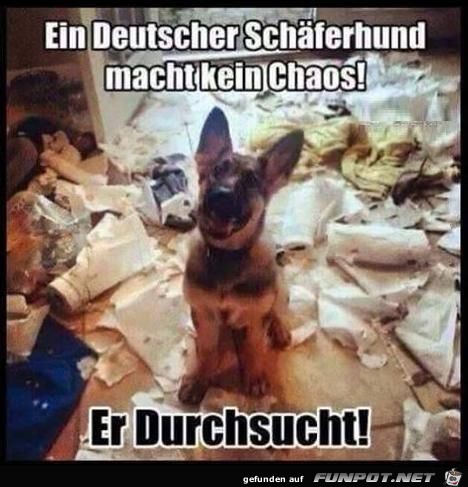 Ein deutscher Schferhund...