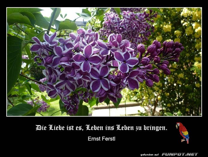 Die Liebe ist es Die Liebe ist es