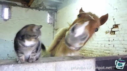gif Katze und Pferd schmusen... gif Katze und Pferd schmusen...