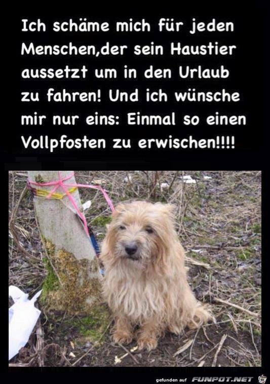 Der sei Haustier aussetzt Der sei Haustier aussetzt