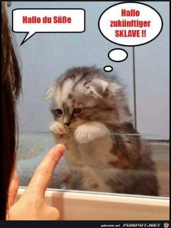 hallo du Suesse....... hallo du Suesse.......
