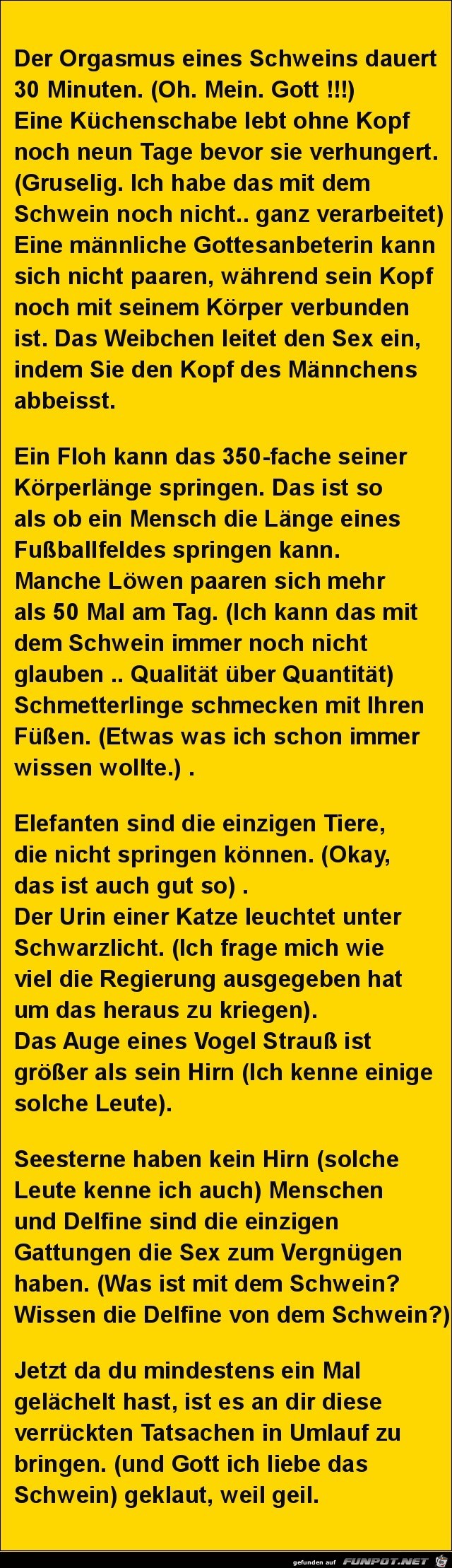 das Schwein...... das Schwein......