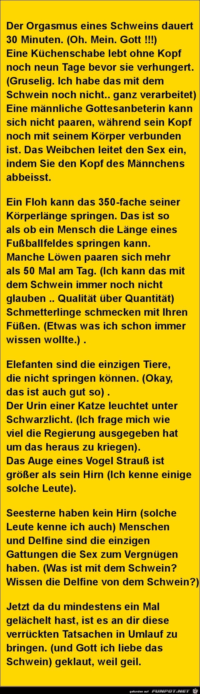 das Schwein......