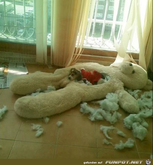 Mein neues Bett Mein neues Bett