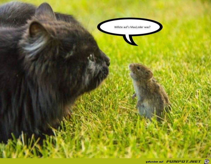 Maus Maus