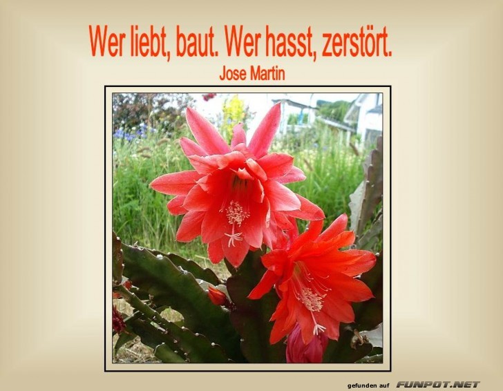Blueten rot 2 Blueten rot 2