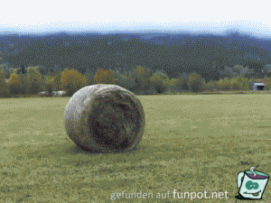 gif Die etwas größere Variante gif Die etwas größere Variante