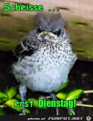 Dienstag