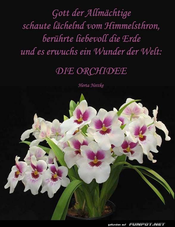 Die Orchidee Die Orchidee
