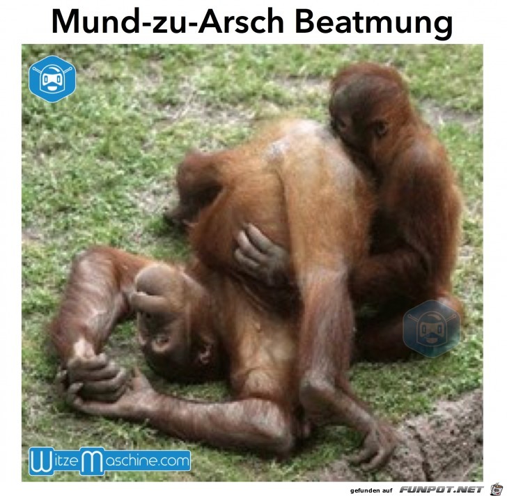 Mund zu Arsch