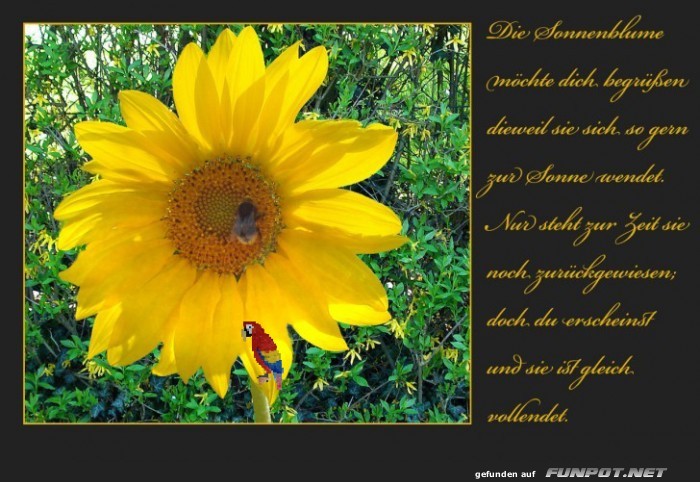 Die Sonnenblume Die Sonnenblume