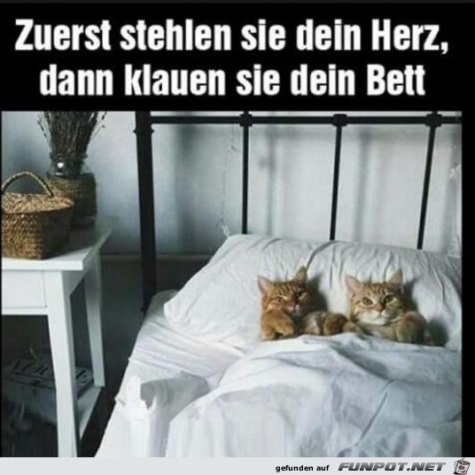 Freche Katzen