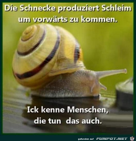 Schleimspur......