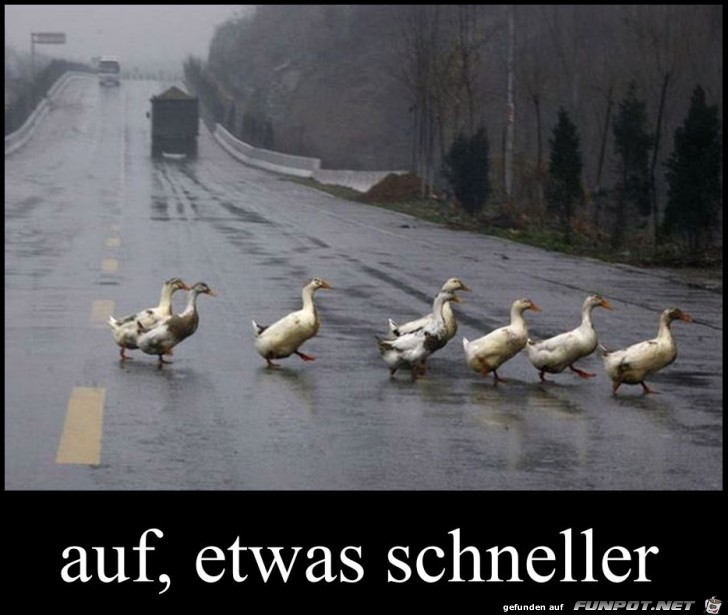 schneller schneller