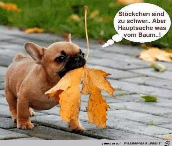 Stöckchen sind zu schwer...... Stöckchen sind zu schwer......