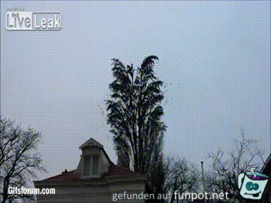 gif viele Vögel gif viele Vögel