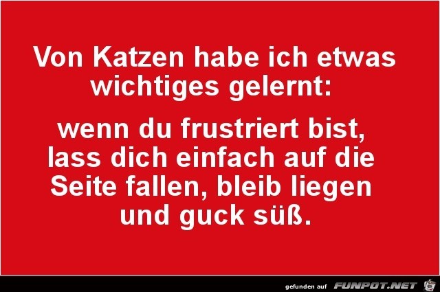 von Katzen habe ich was gelernt..... von Katzen habe ich was gelernt.....