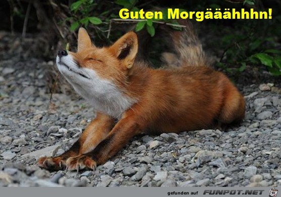 Guten Morghn