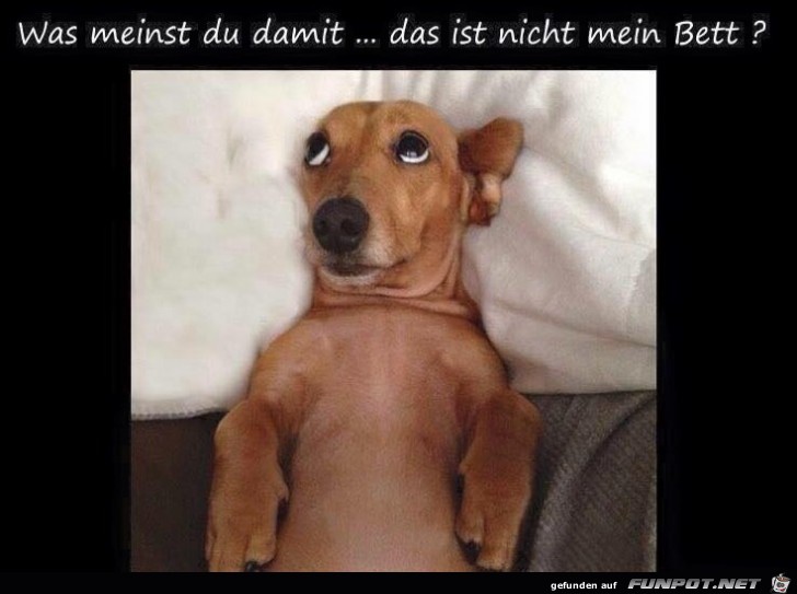 Wie bitte Wie bitte