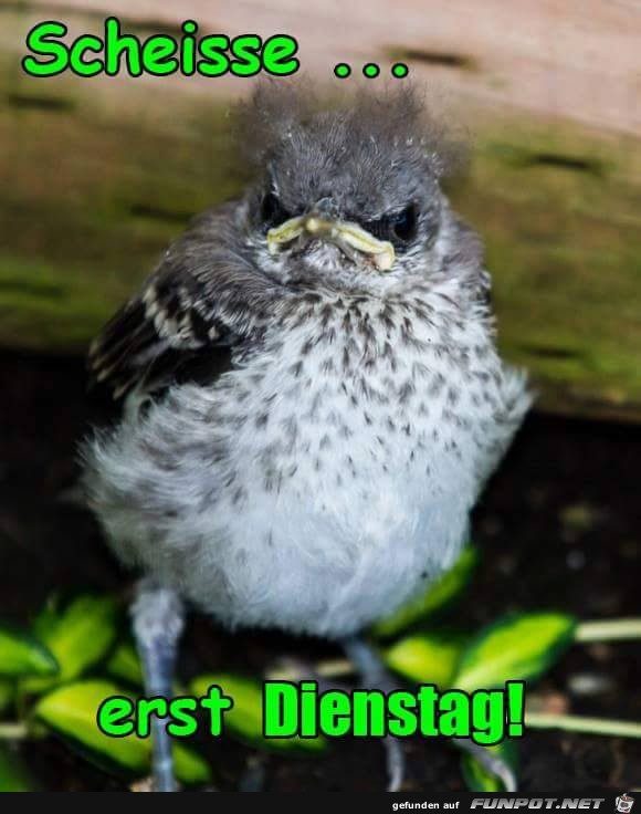 Scheisse Scheisse