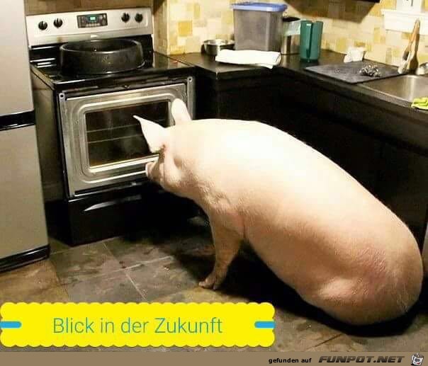 Blick in... Schwein in der Kche