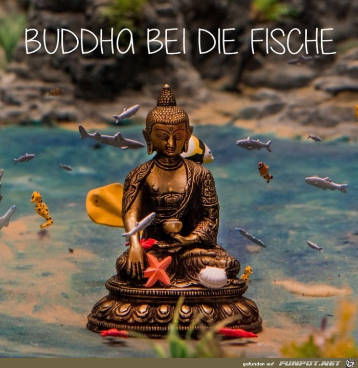 Buddha bei die Fische