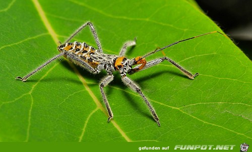 Spinne