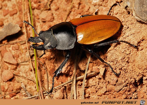 beeindruckende und kuriose Bilder aus verschiedenen Blogs