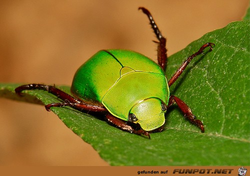 beeindruckende und kuriose Bilder aus verschiedenen Blogs