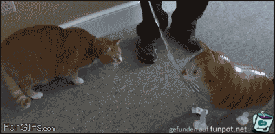 Katze ist irritiert von Atrappe Katze ist irritiert von Atrappe