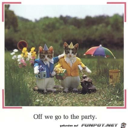 Katzenhochzeit Katzenhochzeit