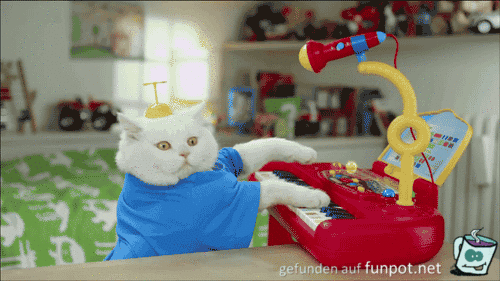 musizierende Katze musizierende Katze