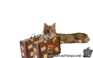 Katze geht auf Reisen Katze geht auf Reisen